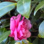 Thumbnail of related posts 156